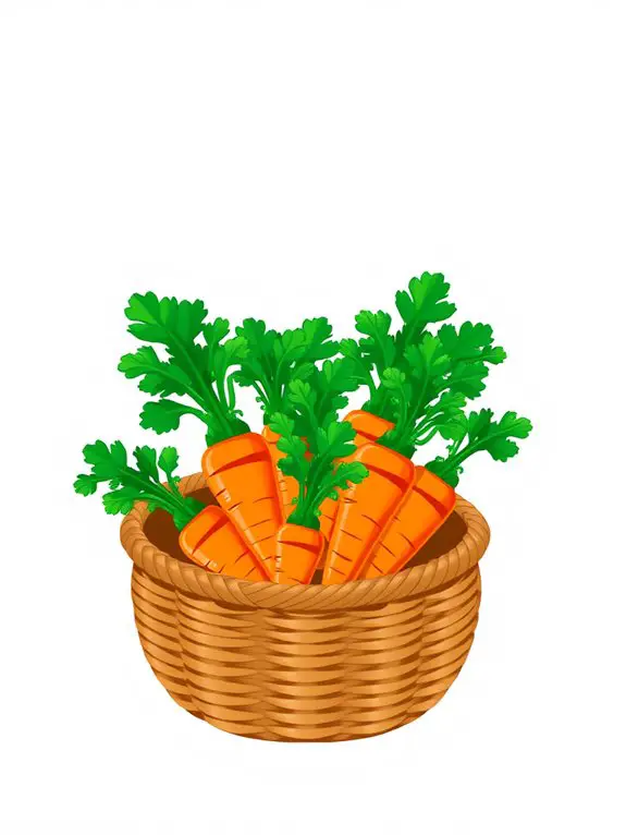 carrot illustration in basket