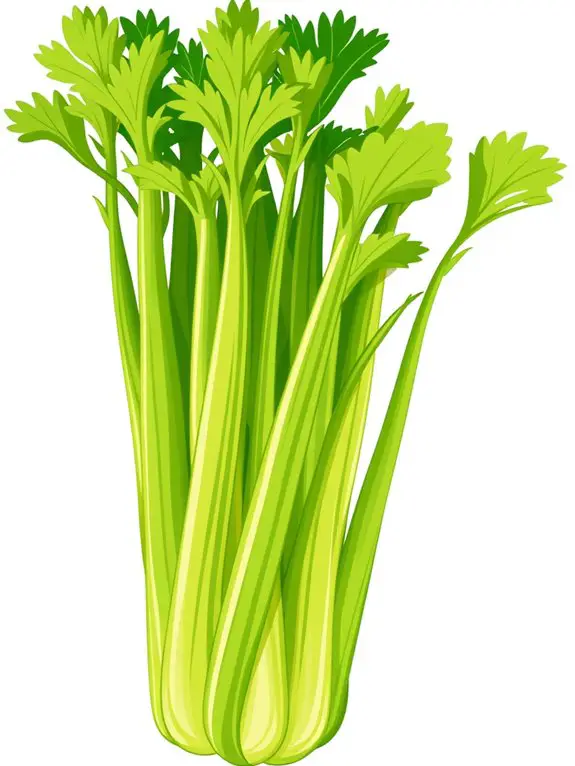 celery bunch graphic illustration