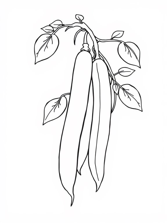 green bean coloring activity