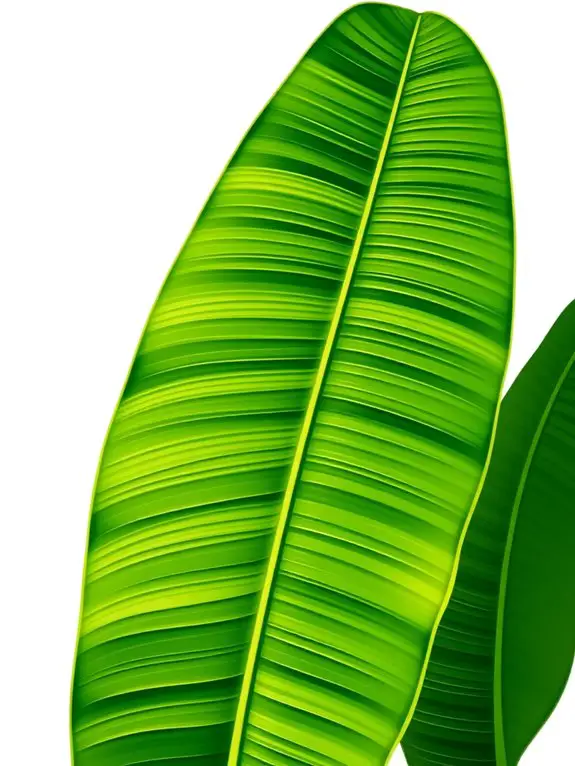 vibrant banana leaf illustration