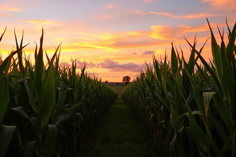 golden corn field sunset