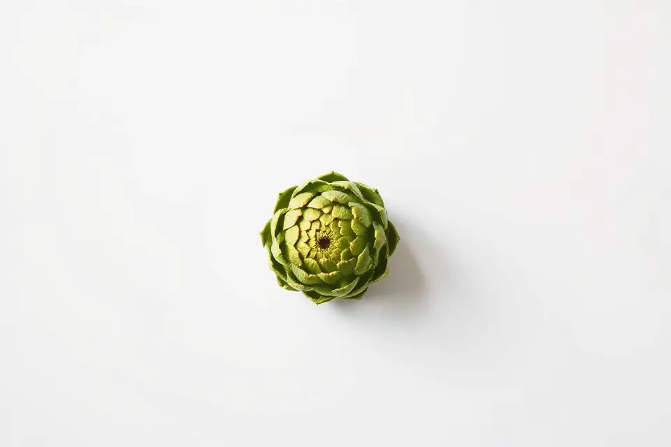 minimalist artichoke stock photo