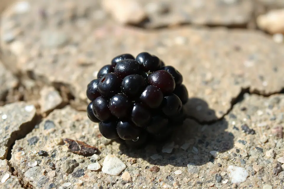 single blackberry on stone