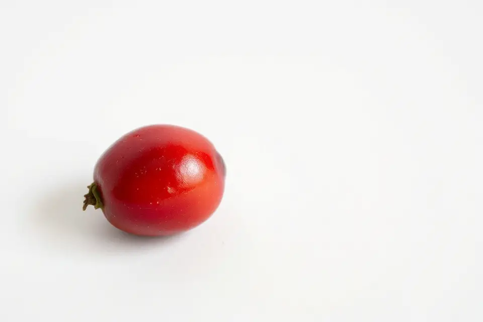 single cranberry stock photo