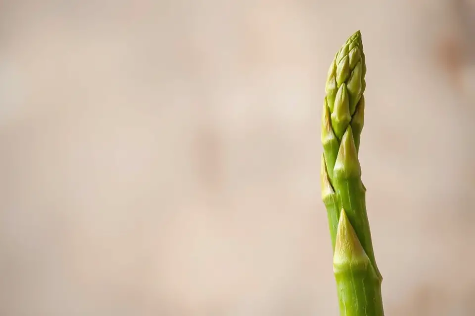 vibrant single asparagus photo